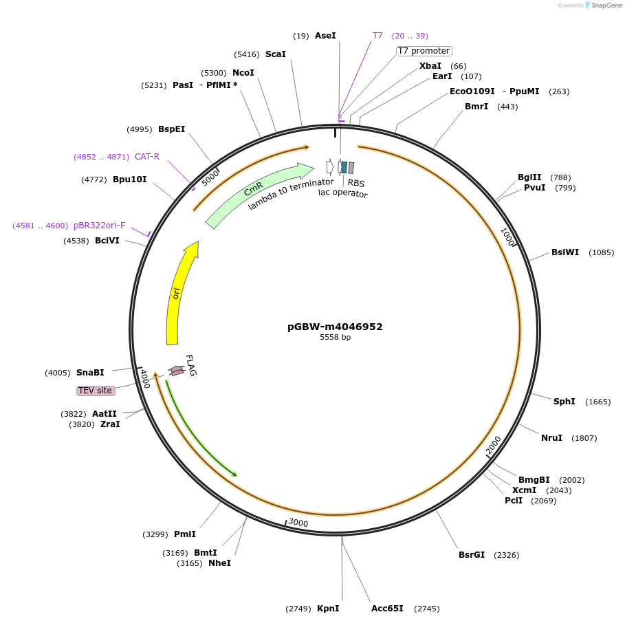 145718-plasmid-map-sequence-id-307567