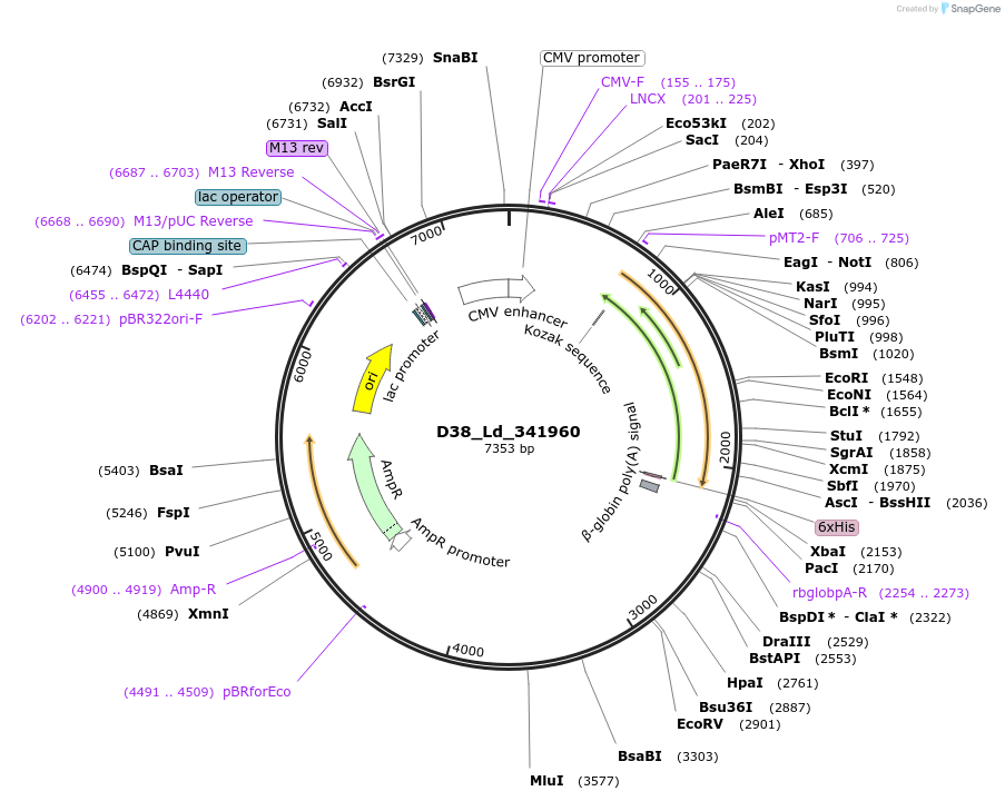 135852-plasmid-map-sequence-id-307590
