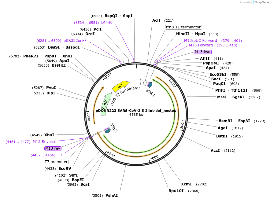 153953-plasmid-map-sequence-id-307591