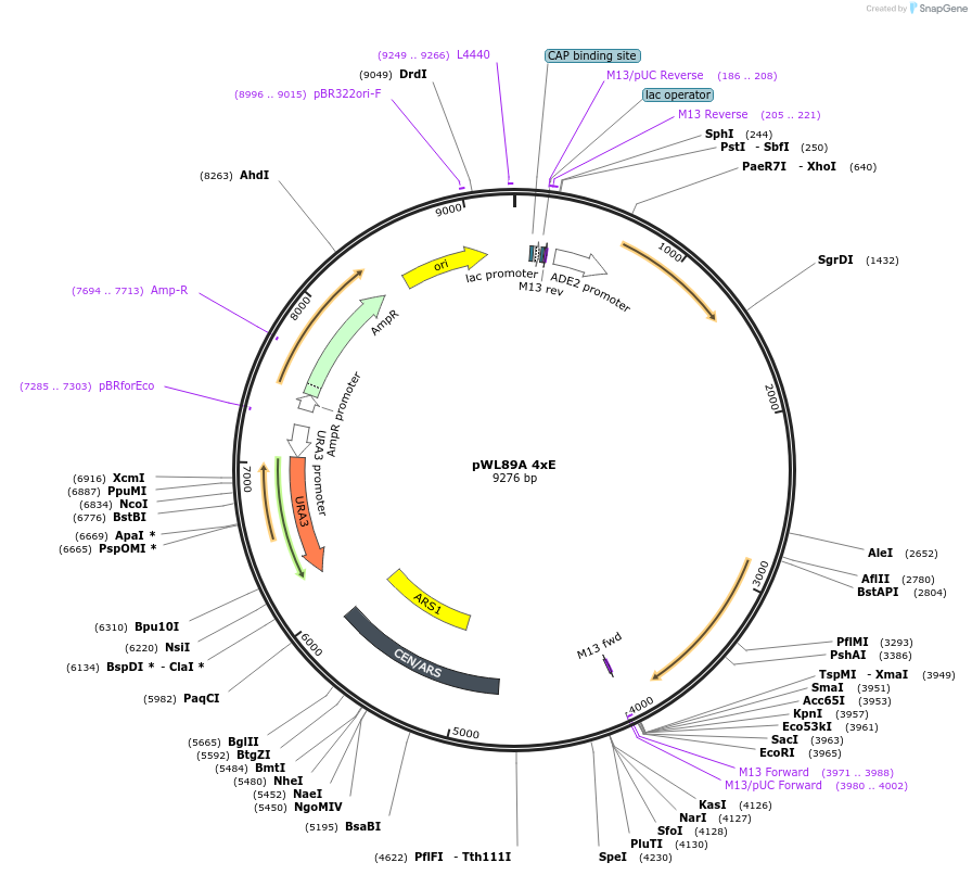 145793-plasmid-map-sequence-id-307598