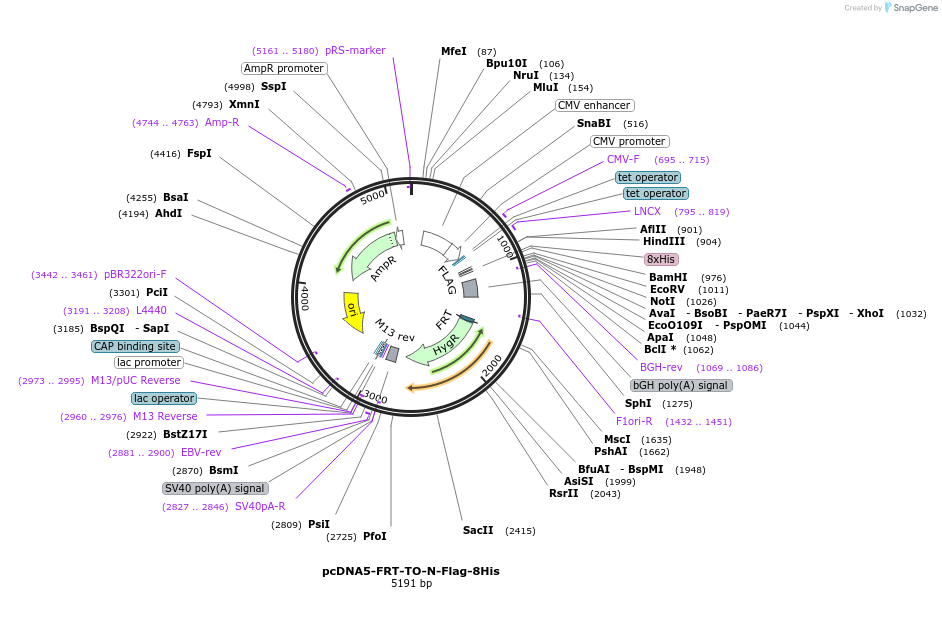 157677-plasmid-map-sequence-id-307602