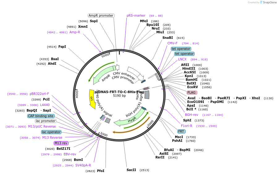 157678-plasmid-map-sequence-id-307604