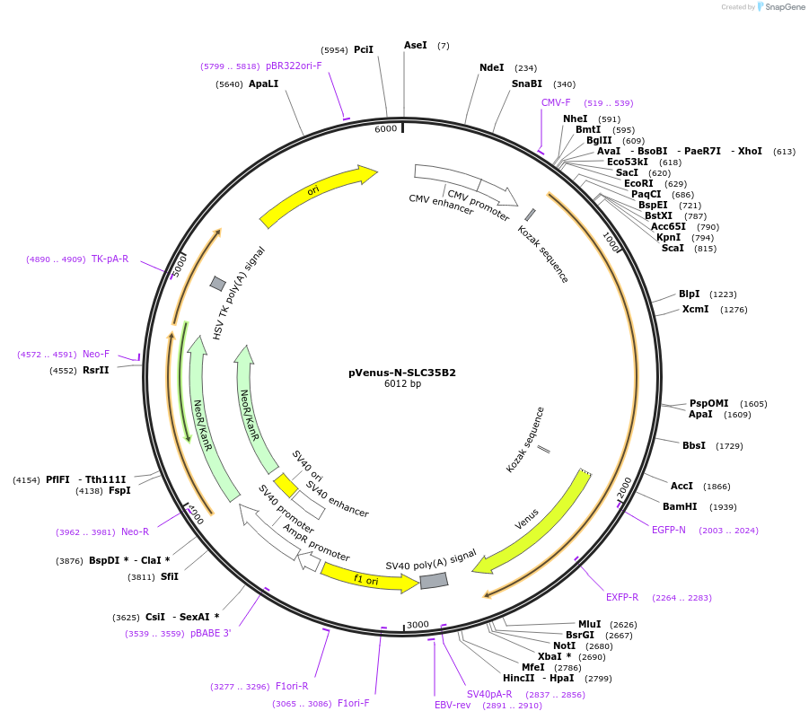 155038-plasmid-map-sequence-id-307607
