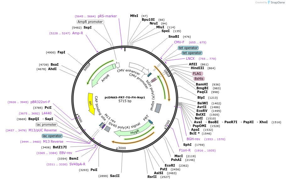 157680-plasmid-map-sequence-id-307609