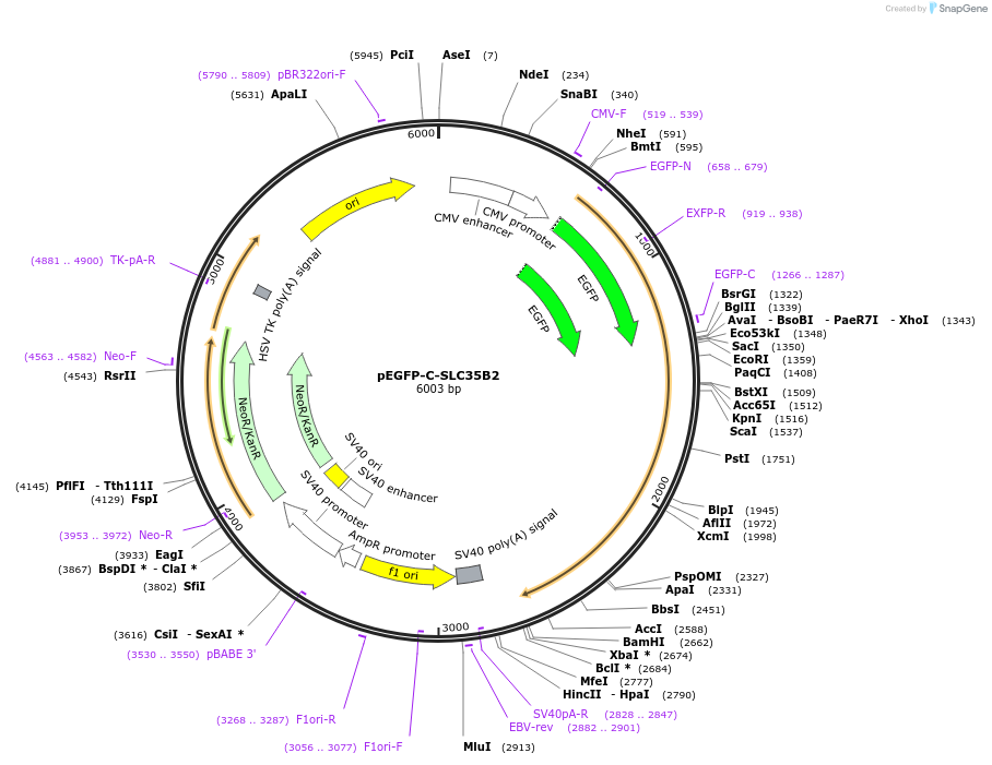 155037-plasmid-map-sequence-id-307610