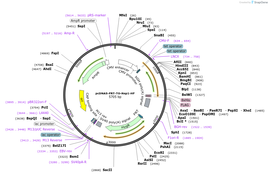 157681-plasmid-map-sequence-id-307611