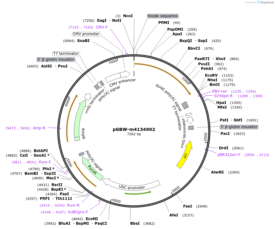 151912-plasmid-map-sequence-id-307617