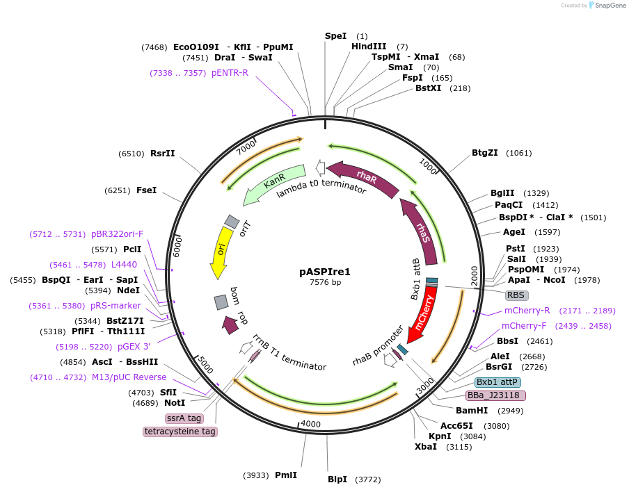 154842-plasmid-map-sequence-id-307626