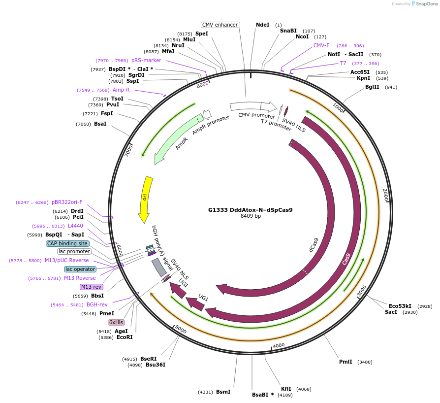 157833-plasmid-map-sequence-id-307629