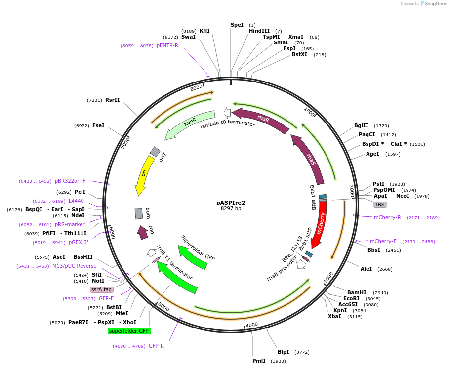 154843-plasmid-map-sequence-id-307634