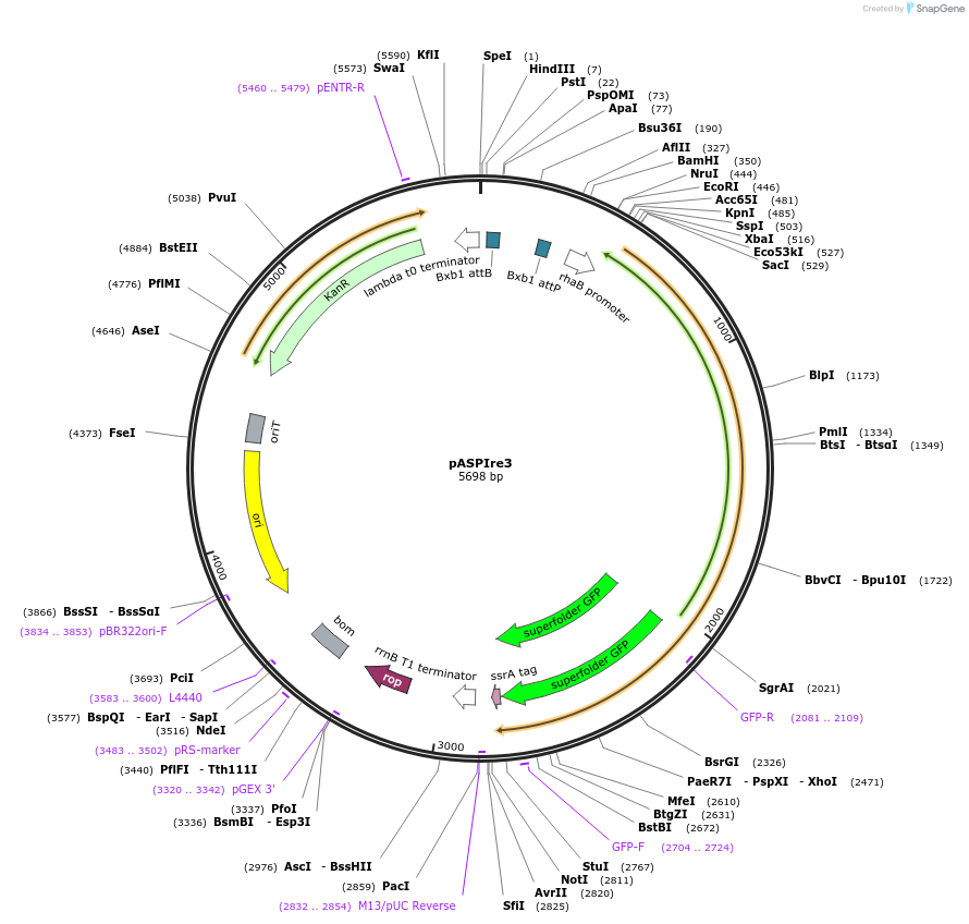 154844-plasmid-map-sequence-id-307642