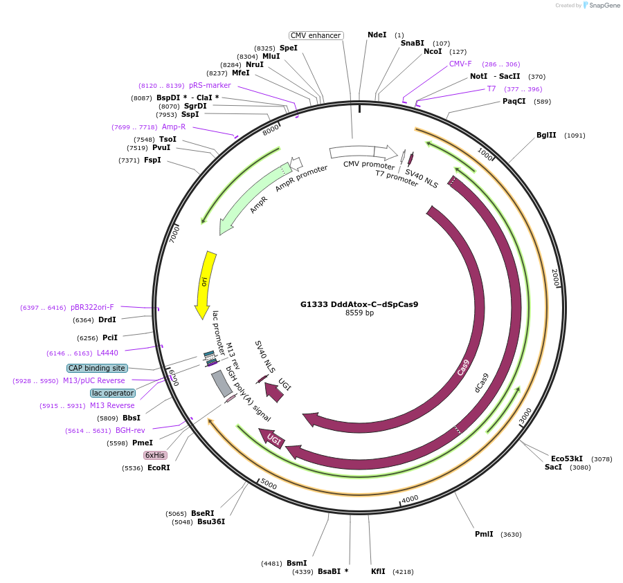 157834-plasmid-map-sequence-id-307650