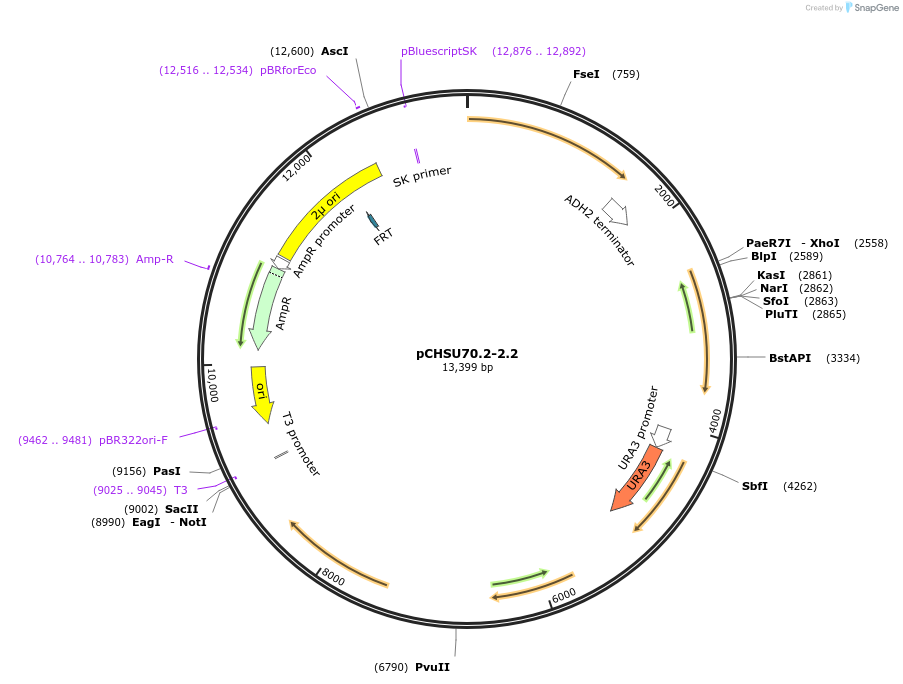 110683-plasmid-map-sequence-id-307659