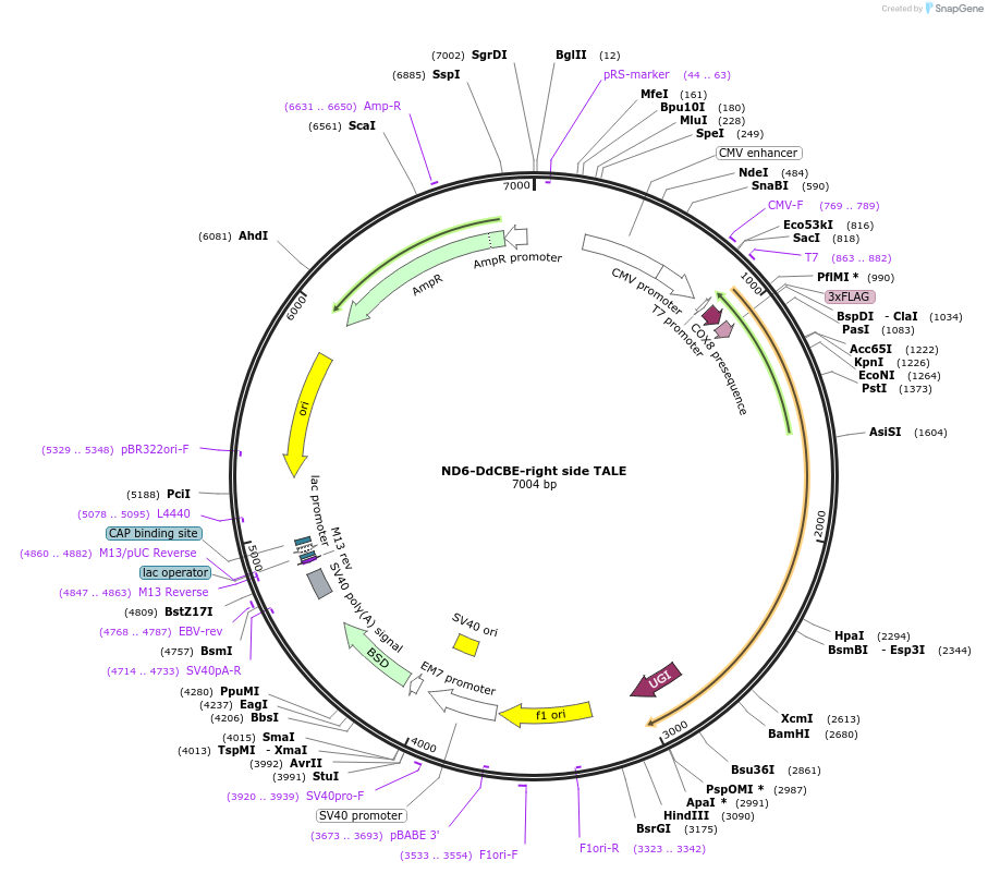 157841-plasmid-map-sequence-id-307664
