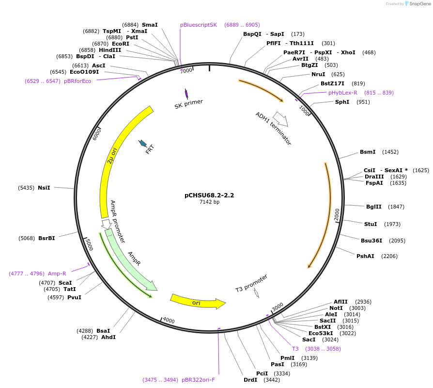 110681-plasmid-map-sequence-id-307667