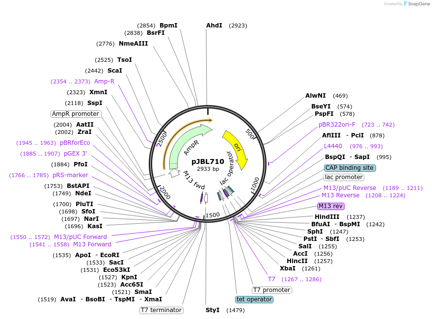 140380-plasmid-map-sequence-id-307671