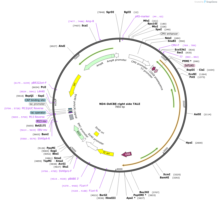 157843-plasmid-map-sequence-id-307672