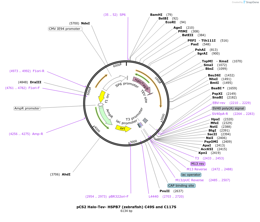108913-plasmid-map-sequence-id-307683