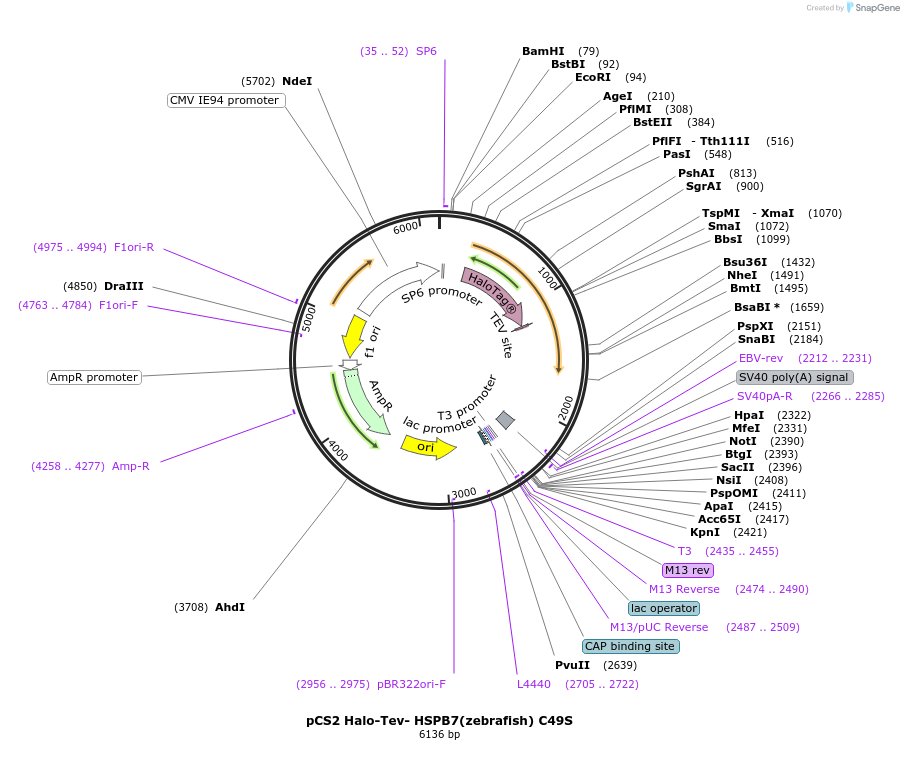 108914-plasmid-map-sequence-id-307692