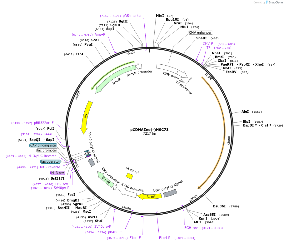 86030-plasmid-map-sequence-id-307704