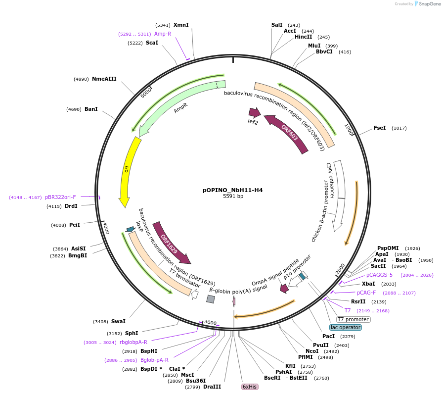 155364-plasmid-map-sequence-id-307709