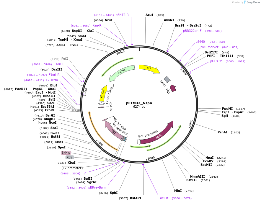 156474-plasmid-map-sequence-id-307734