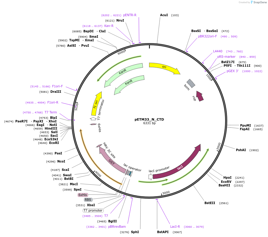 156484-plasmid-map-sequence-id-307735