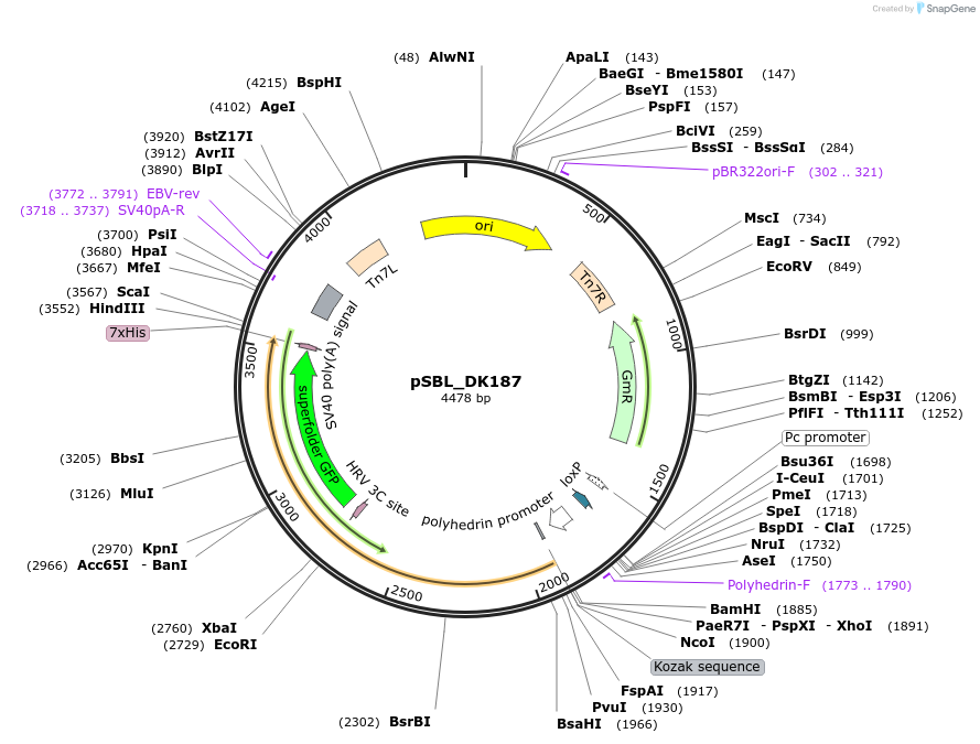 156423-plasmid-map-sequence-id-307747