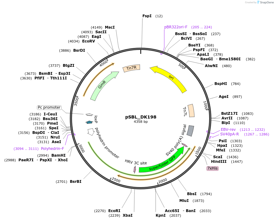 156425-plasmid-map-sequence-id-307748