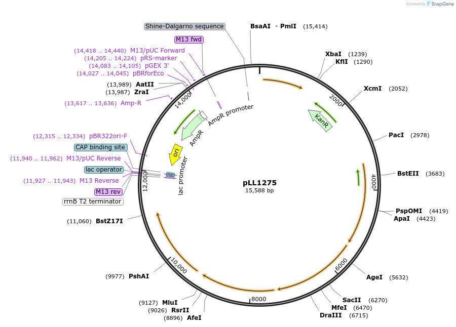 129386-plasmid-map-sequence-id-307793