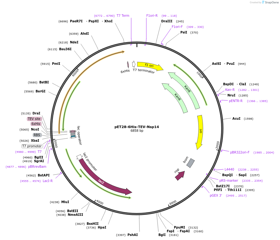 154954-plasmid-map-sequence-id-307815