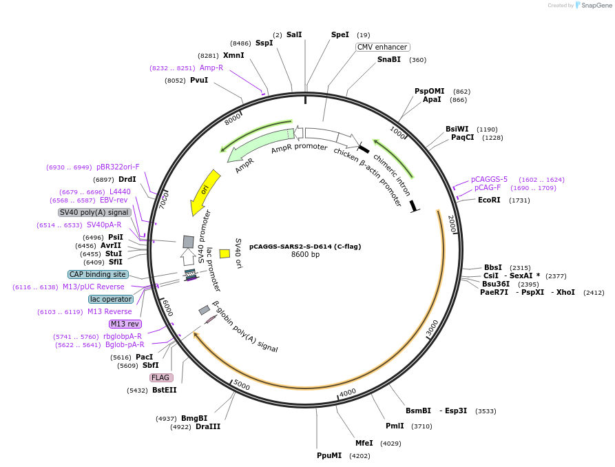 156420-plasmid-map-sequence-id-307822