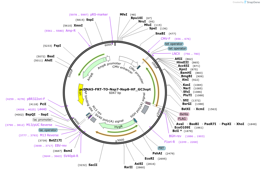 157693-plasmid-map-sequence-id-307835
