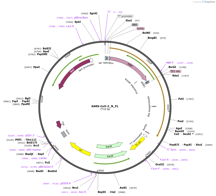 157867-plasmid-map-sequence-id-307842