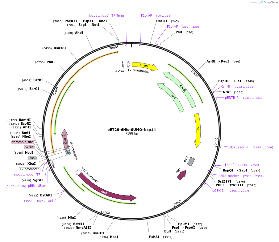 154956-plasmid-map-sequence-id-307845