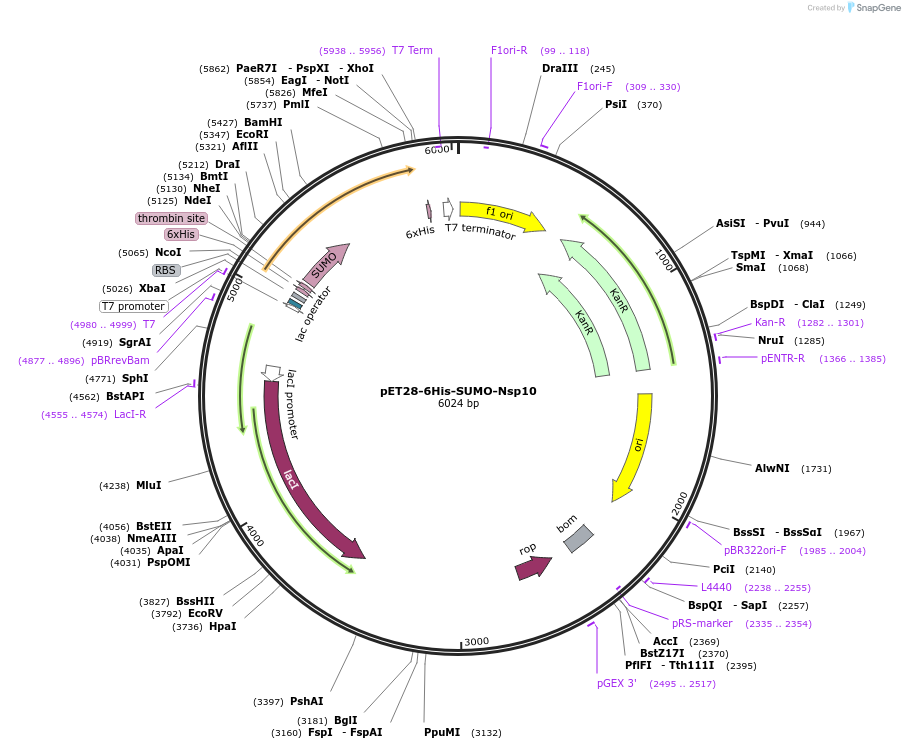 154959-plasmid-map-sequence-id-307848