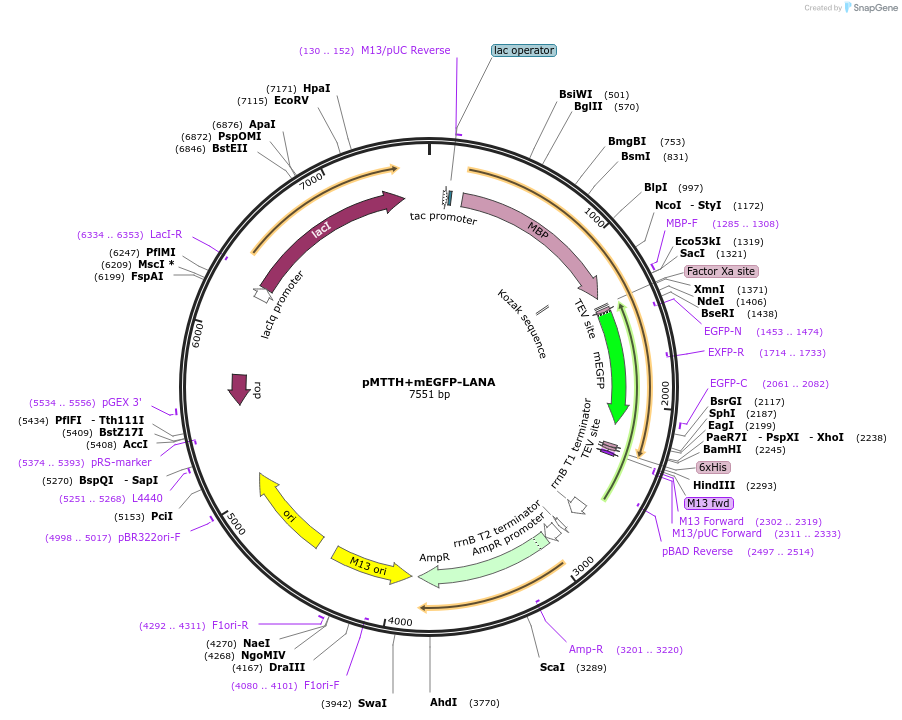 157801-plasmid-map-sequence-id-307849