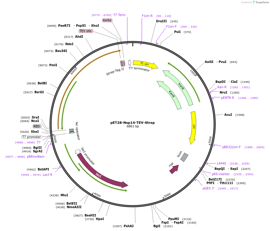 154953-plasmid-map-sequence-id-307852