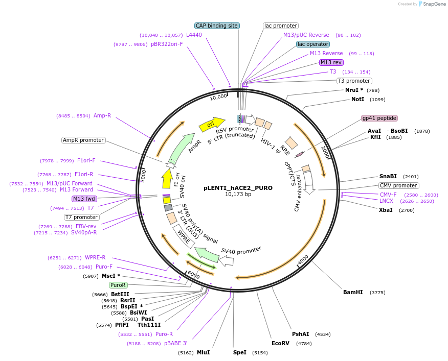 155295-plasmid-map-sequence-id-307855