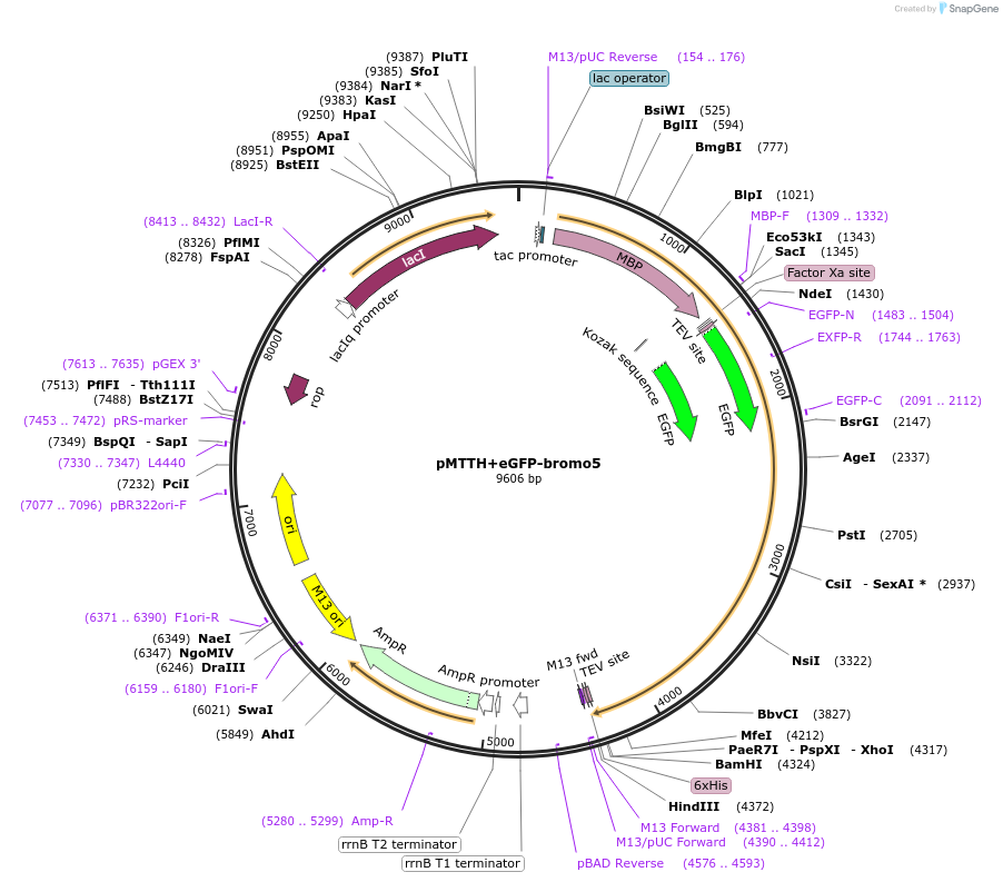 157804-plasmid-map-sequence-id-307856