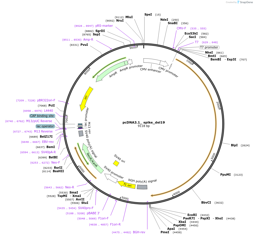 155297-plasmid-map-sequence-id-307858
