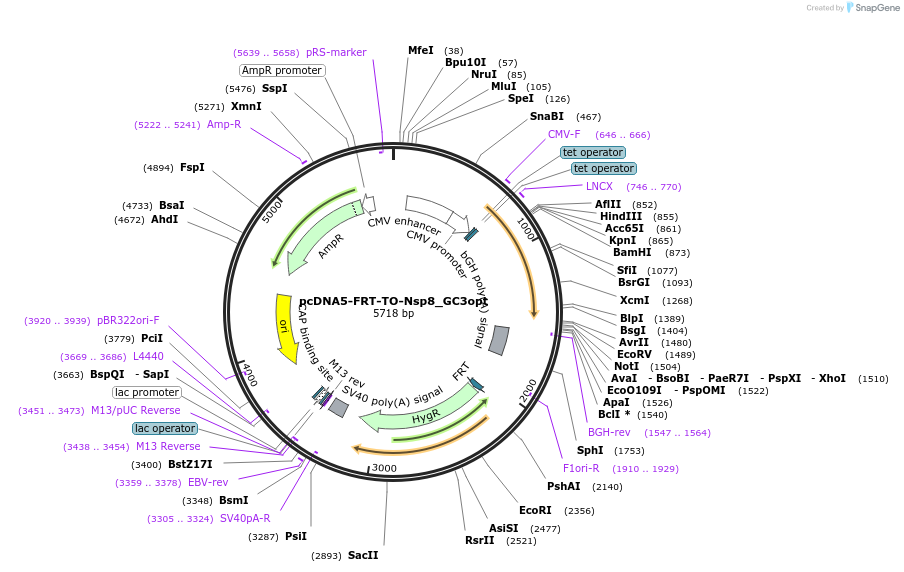 157697-plasmid-map-sequence-id-307861