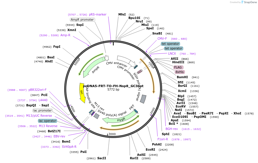 157698-plasmid-map-sequence-id-307862