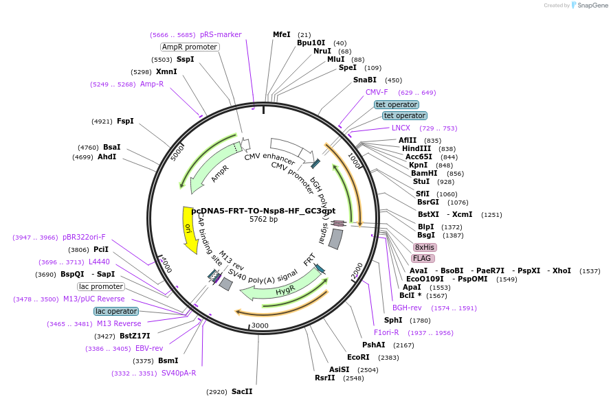 157699-plasmid-map-sequence-id-307863