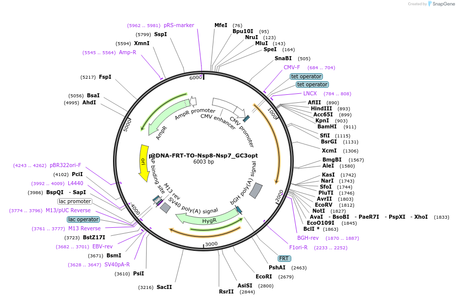 157700-plasmid-map-sequence-id-307864
