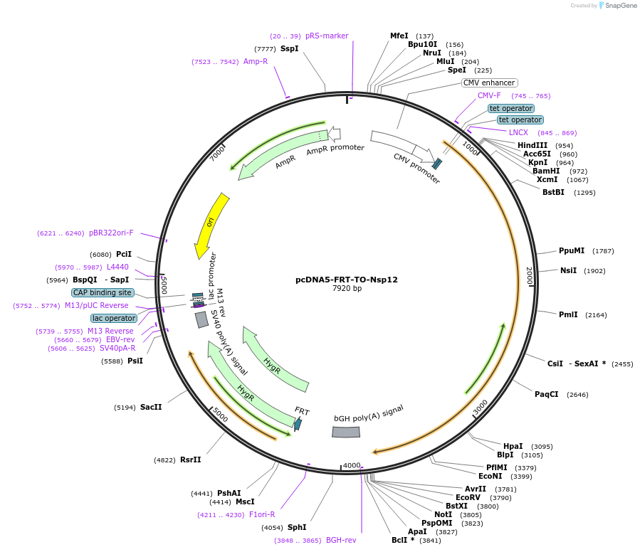 157709-plasmid-map-sequence-id-307874