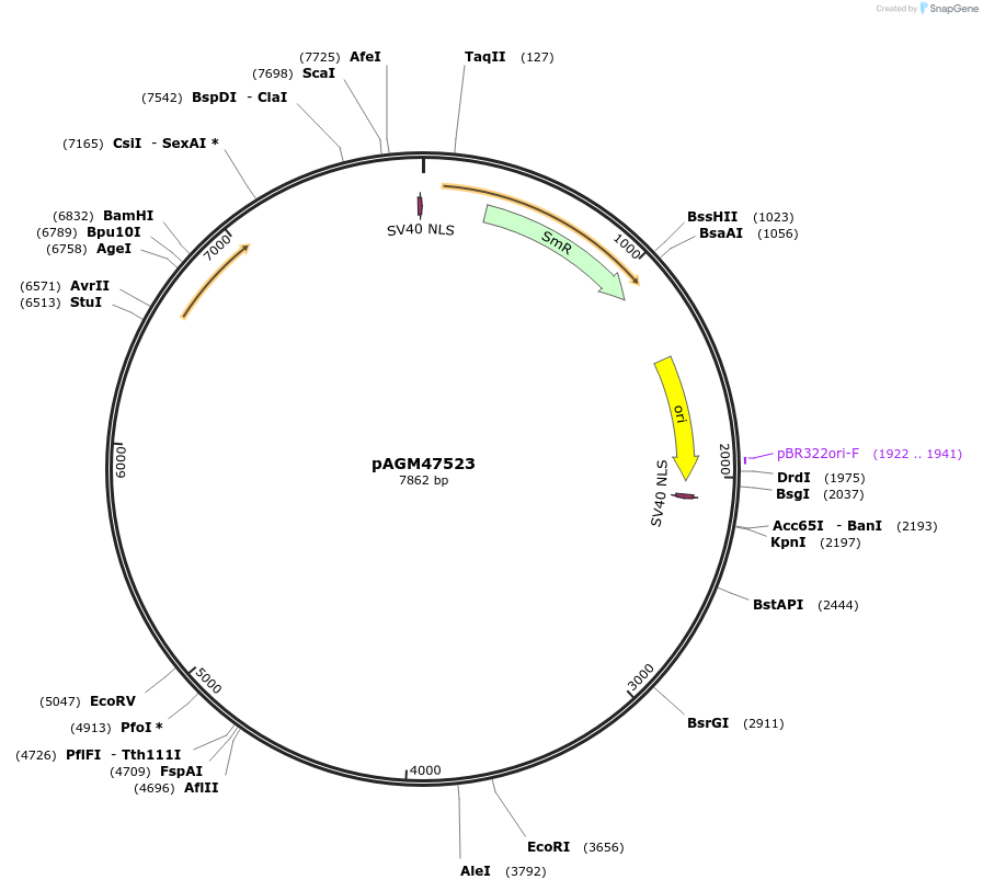 153221-plasmid-map-sequence-id-307875