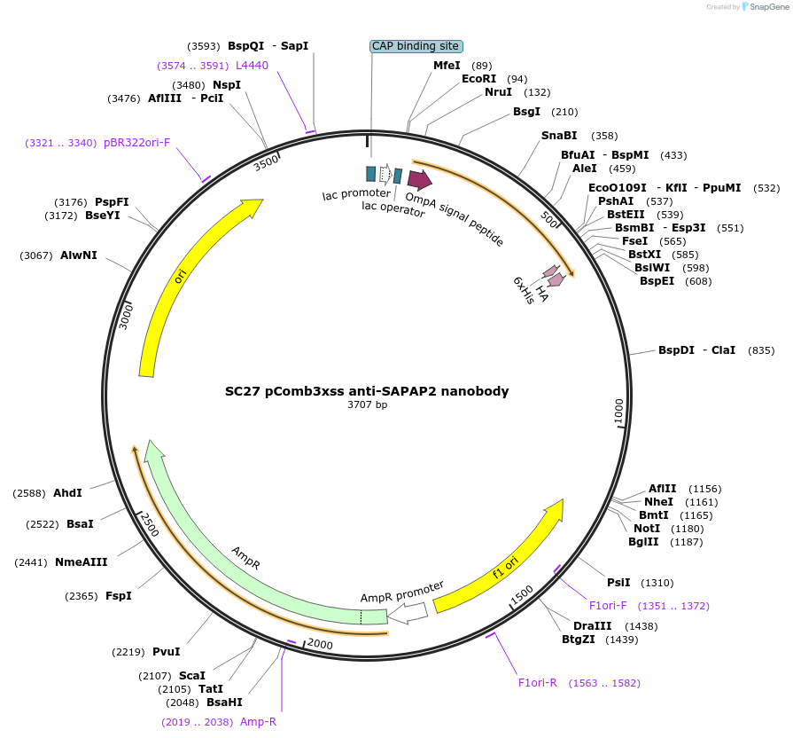 145819-plasmid-map-sequence-id-307897