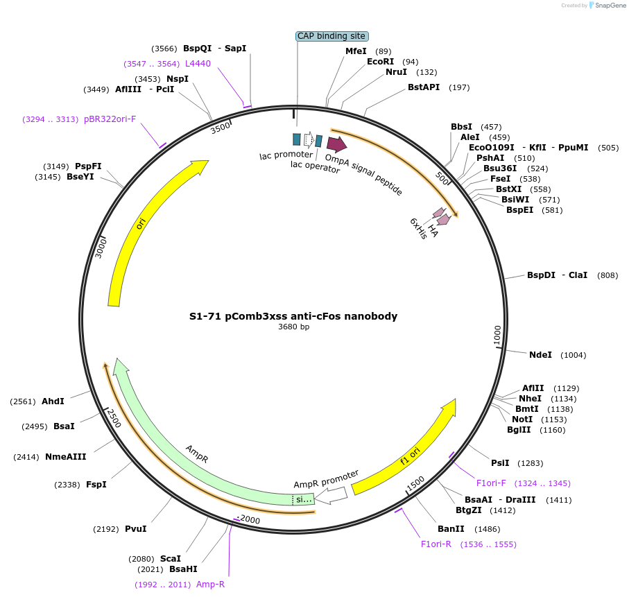 145832-plasmid-map-sequence-id-307898