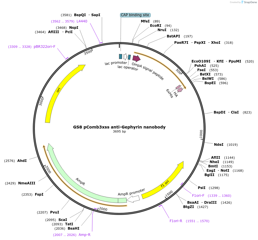 145827-plasmid-map-sequence-id-307899